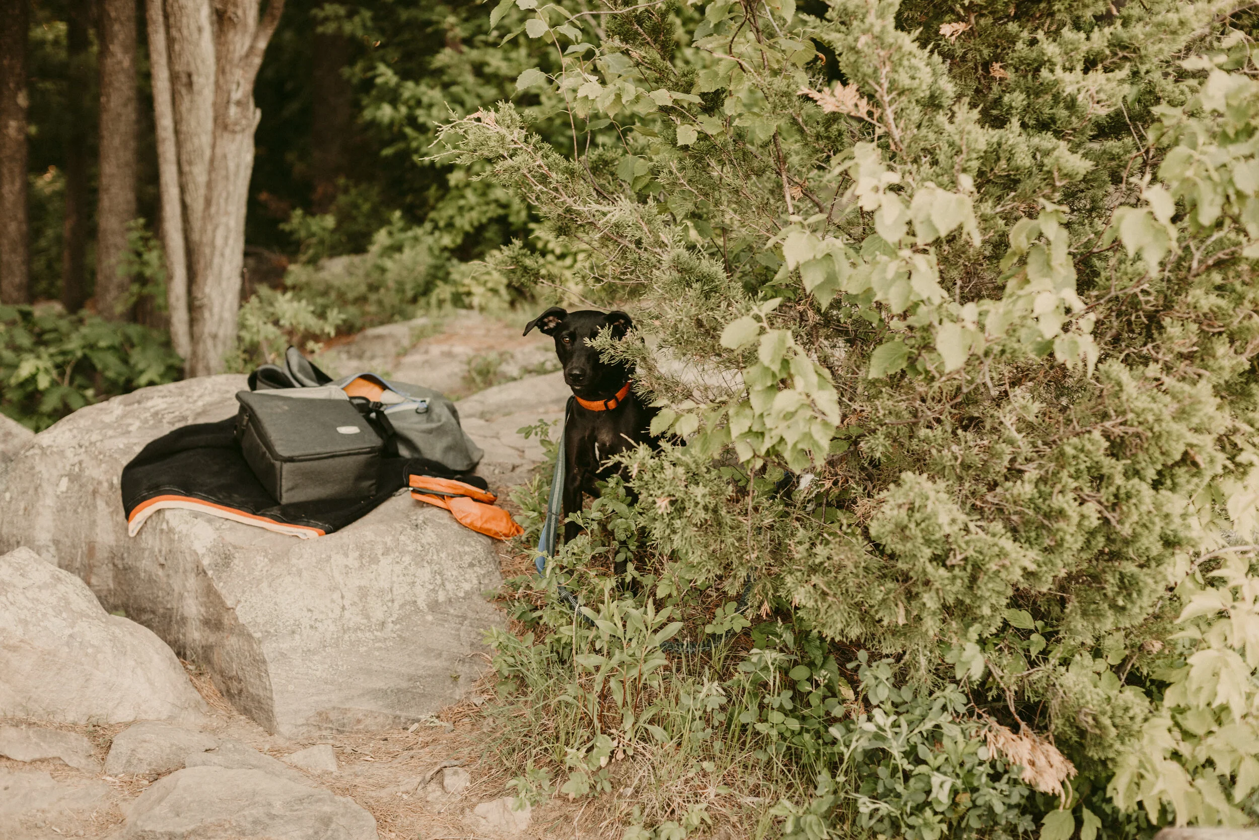 Devil's-Lake-Wisconsin-Engagement-Session-Dog-Engagement-22.jpg