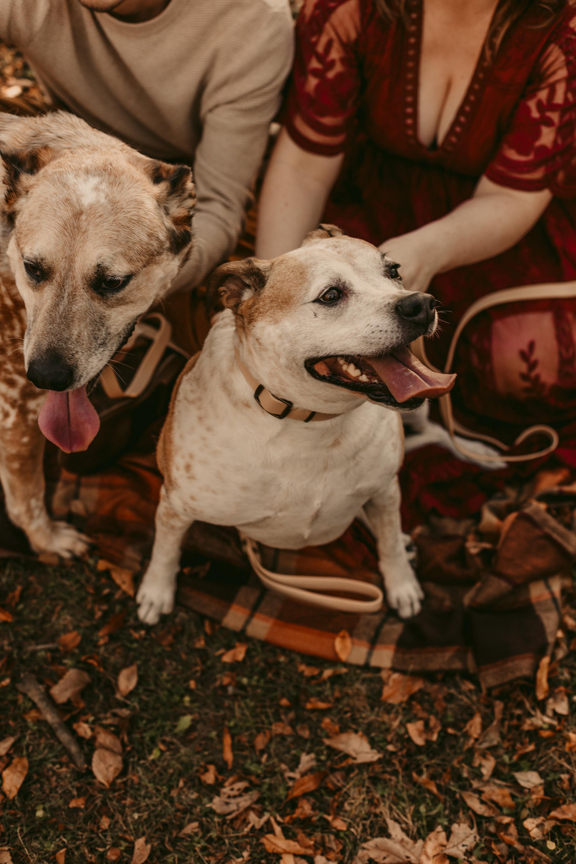 madison-engagement-session-with-dogs-2.jpg