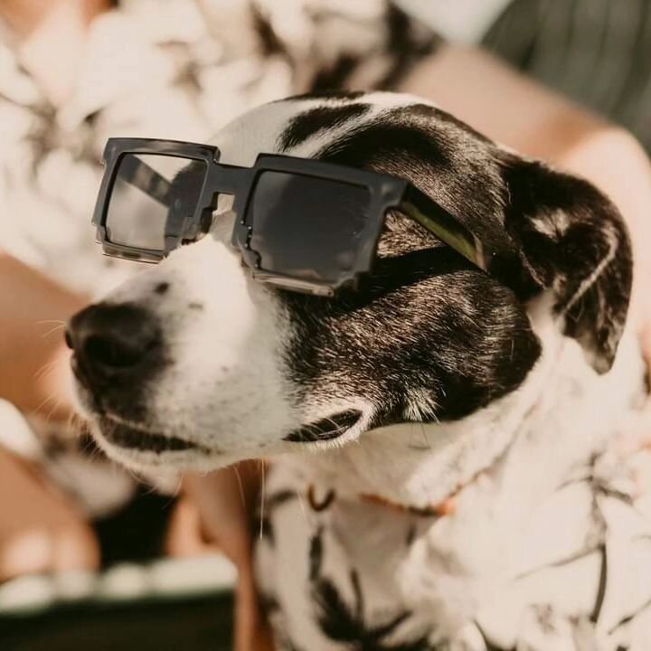 I like to call Snoop my little sunflower🌻because she loves nothing more than laying outside in the full sun in her favorite spot. She starts to come out of hibernation as it gets warmer out lol

#doglover #dogsdaily #elopementphotographer #wisconsin