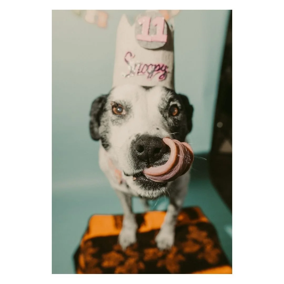 It's Snoopy's 11th birthday! Watching a dog get older is such a bittersweet experience. She still has bits of puppy energy, throwing her toys around, chasing snow, and more. But I see the white peppered throughout the black in her fur, her slowing do