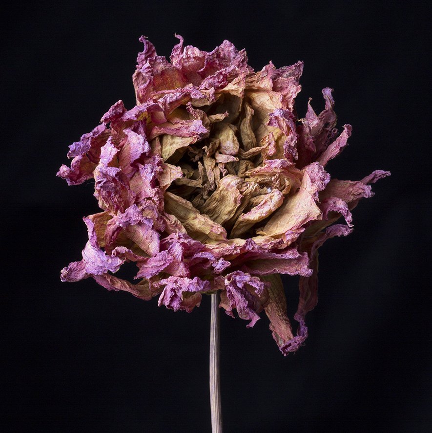 A close-up of a dry, withered pink flower against a black background.