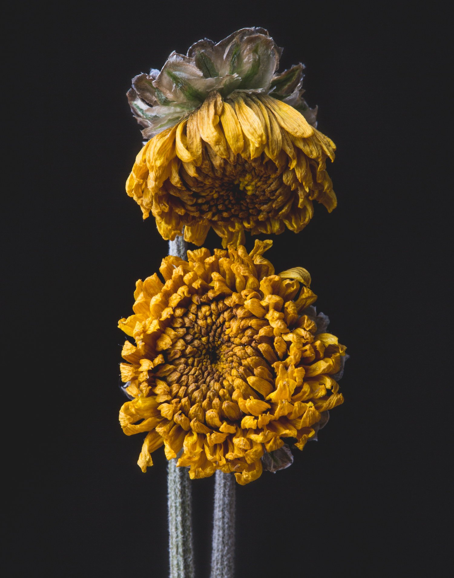 Two withered yellow flowers against a black background