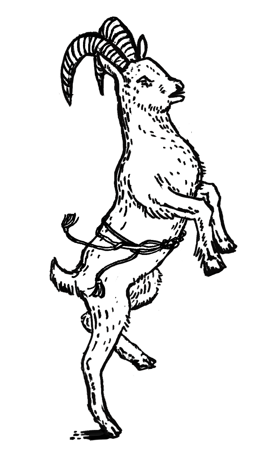 DMO_Illustrations_CincturedGoat.png
