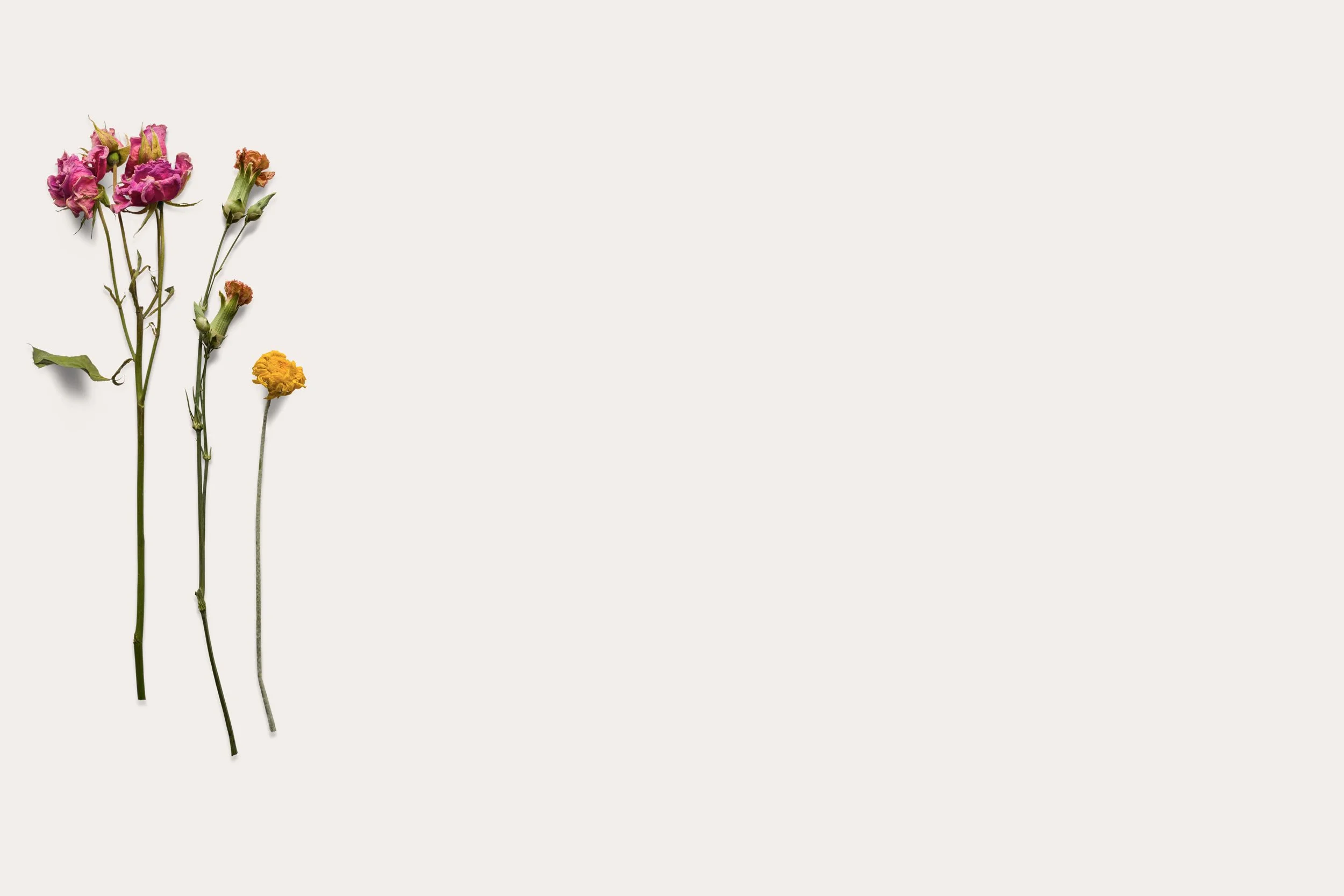 Dried-Flowers-2-3.jpg