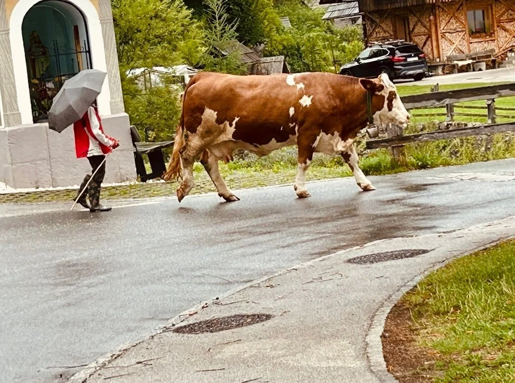 Just your average Slovenian traffic crossing. 

Wishing everyone a smooth (and slightly less bovine) morning commute!