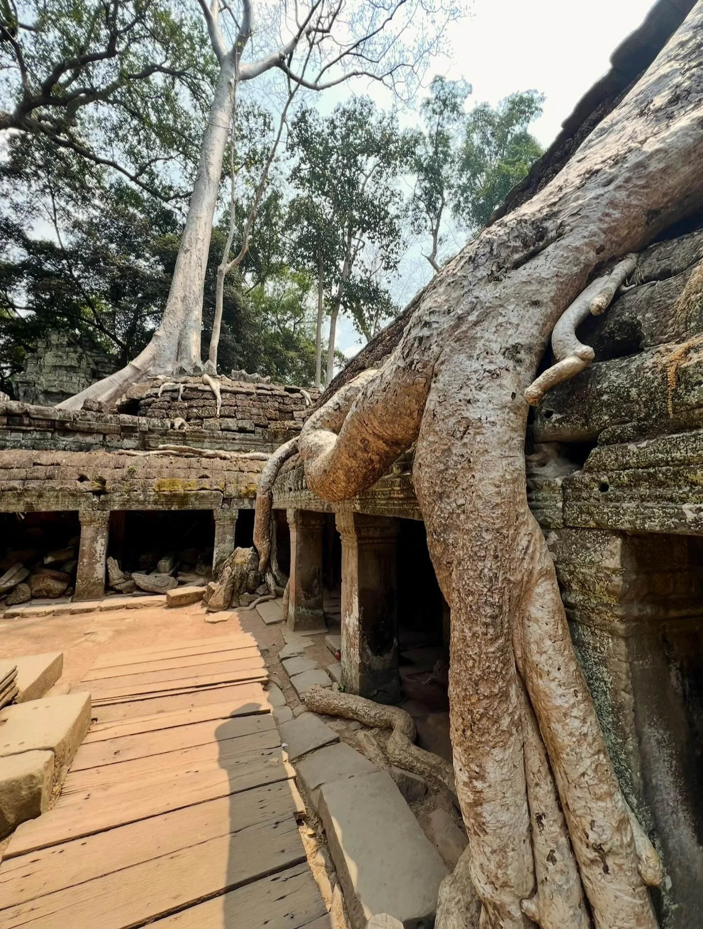 Yesterday, the boys and I found ourselves reminiscing about the raw, untamed magic of Cambodia. The way roots twist and thrive through stone, surviving months without rain&mdash;proof that nature always finds a way, even in the face of everything we 