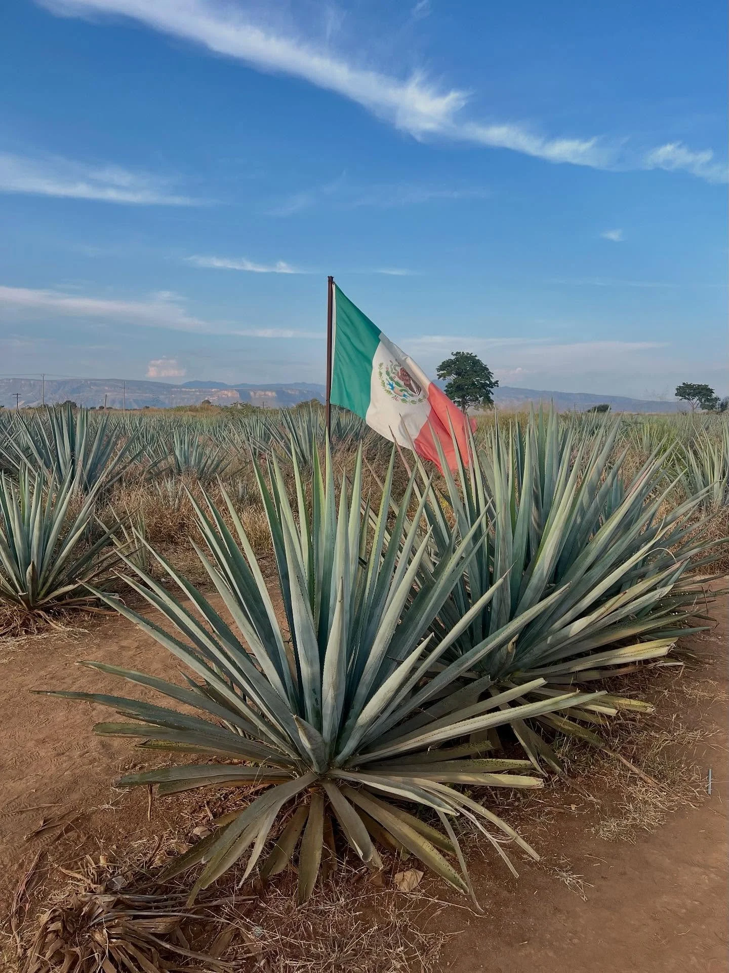 Fun fact: It&rsquo;s only tequila if it&rsquo;s made right here in Tequila, Mexico.