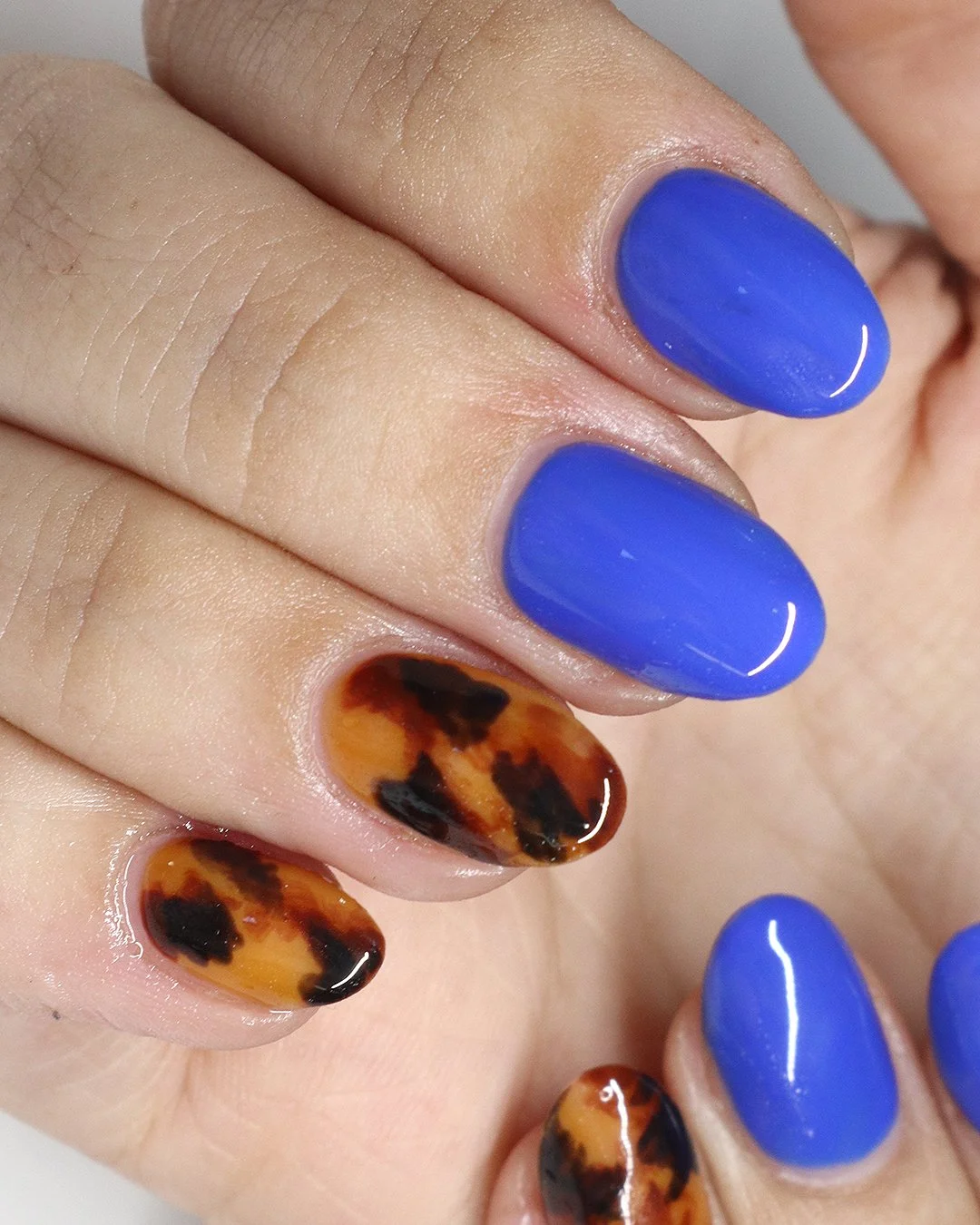 Kristen - enVouge Tortie Kit with LE Peek-a-Blue.jpg