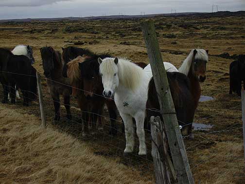 Icelandic horses.jpg