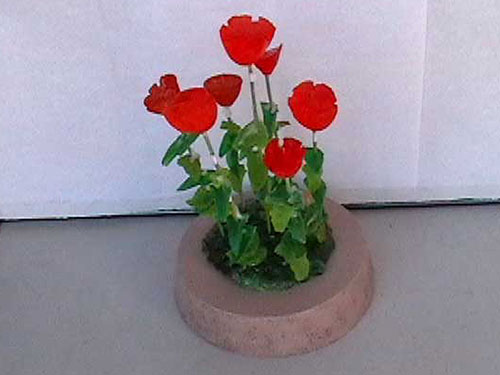 Poppies - by Bill Pop Reynolds.jpg