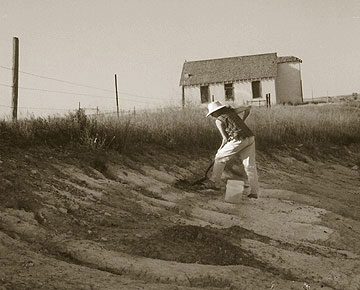 Robin-digging.jpg