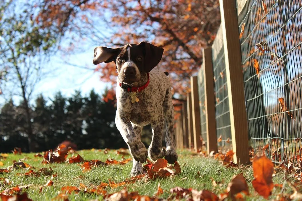 Portland Dog Photo.jpg
