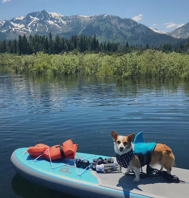 TRAVELING WITH YOUR PUP COULD WIN YOU A FREE NIGHT!