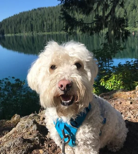 charlie_pup_pup.JPG