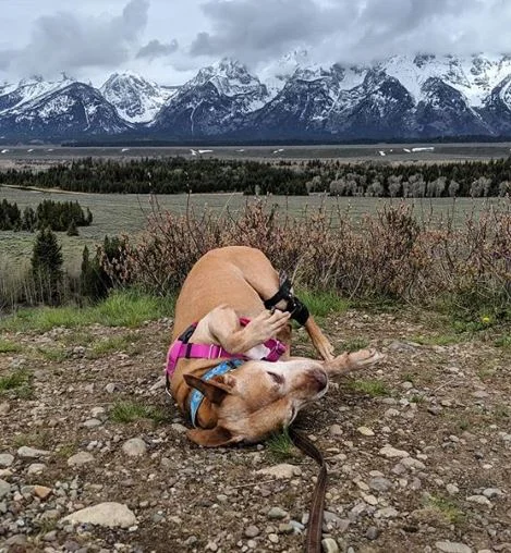 gingergirlthedog.JPG