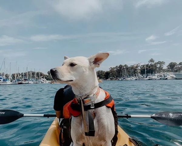 5 FAVORITES FROM OUR GREAT PINEAPPLE PUP ADVENTURE CONTEST!