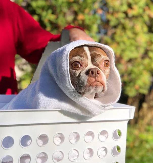 OUR 5 FAVORITE PINEAPPLE PUP COSTUMES