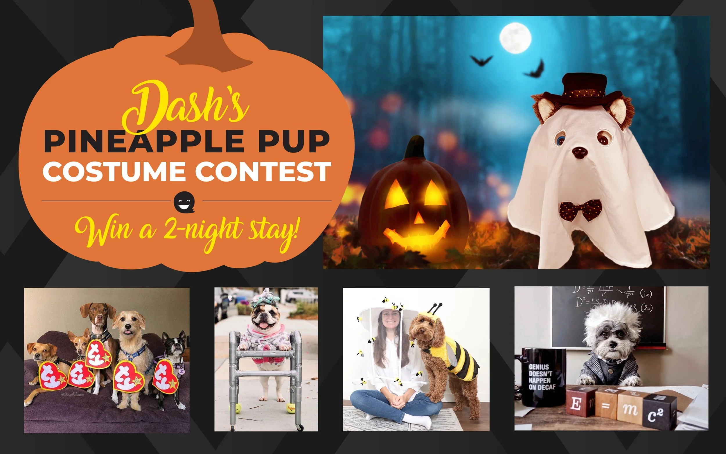 DASH’S PINEAPPLE PUP COSTUME CONTEST