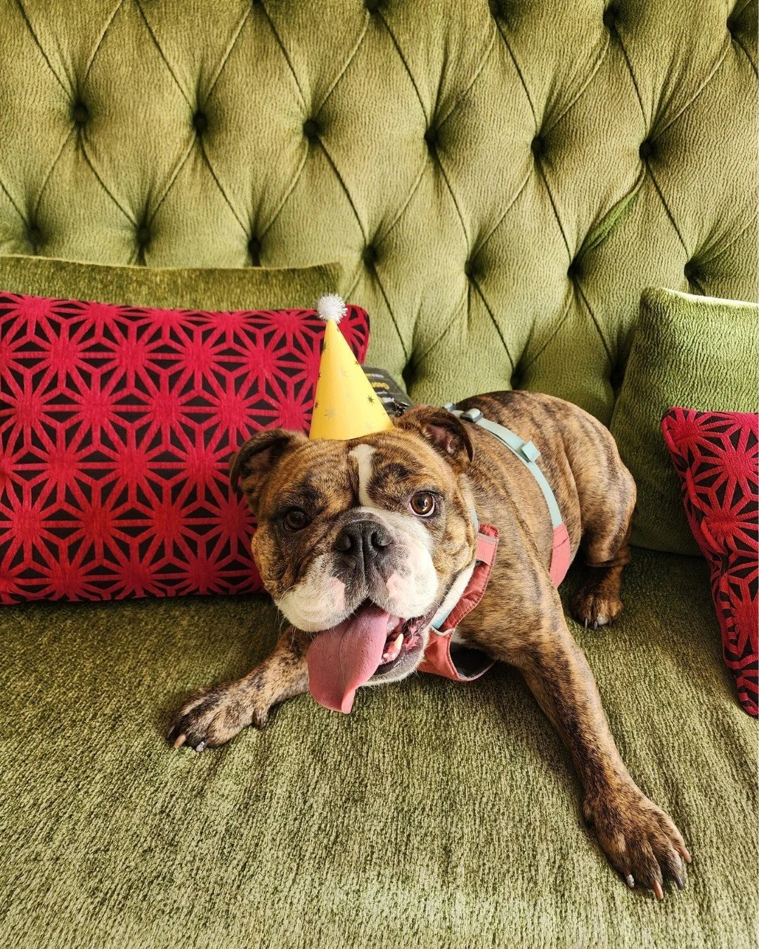 Georgia just celebrated her 3rd birthday! 🎂🐾

If you've visited The Maxwell Hotel, you may have been greeted by this sweet face! Georgia is the beloved pup of our General Manager, Lacey, and she's basically part of the Staypineapple family. Whether