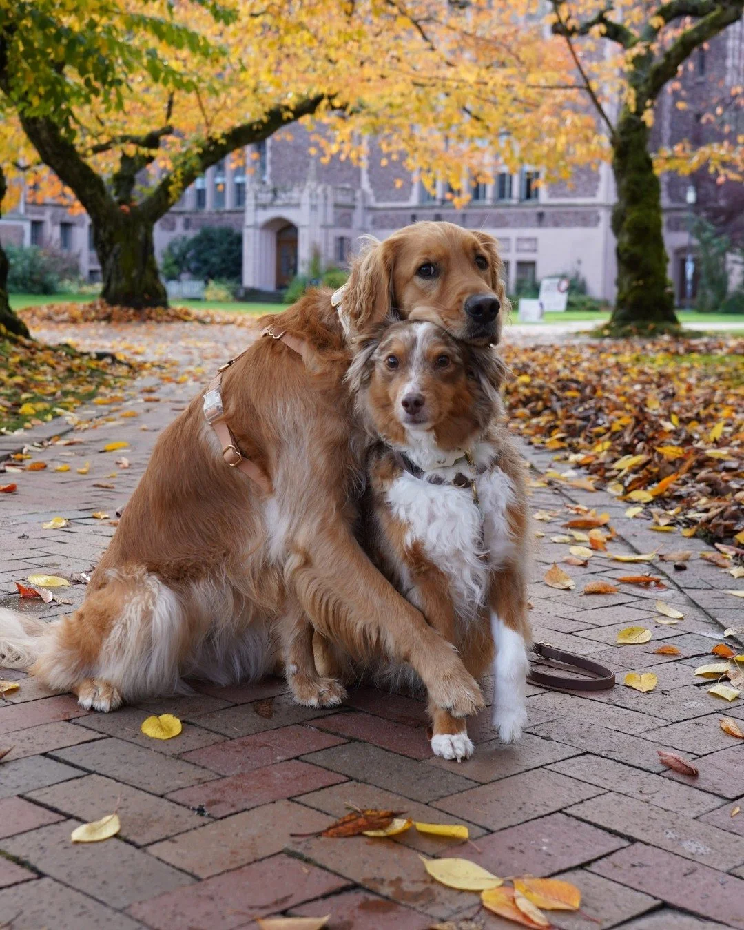The best of both worlds! Snooze in your comfy Staypineapple room while your human goes out (just leave the &quot;My Owner is Out Exploring&quot; hanger on the door!) OR tag along to explore Seattle gems like @uofwa in all its autumn glory. Either way