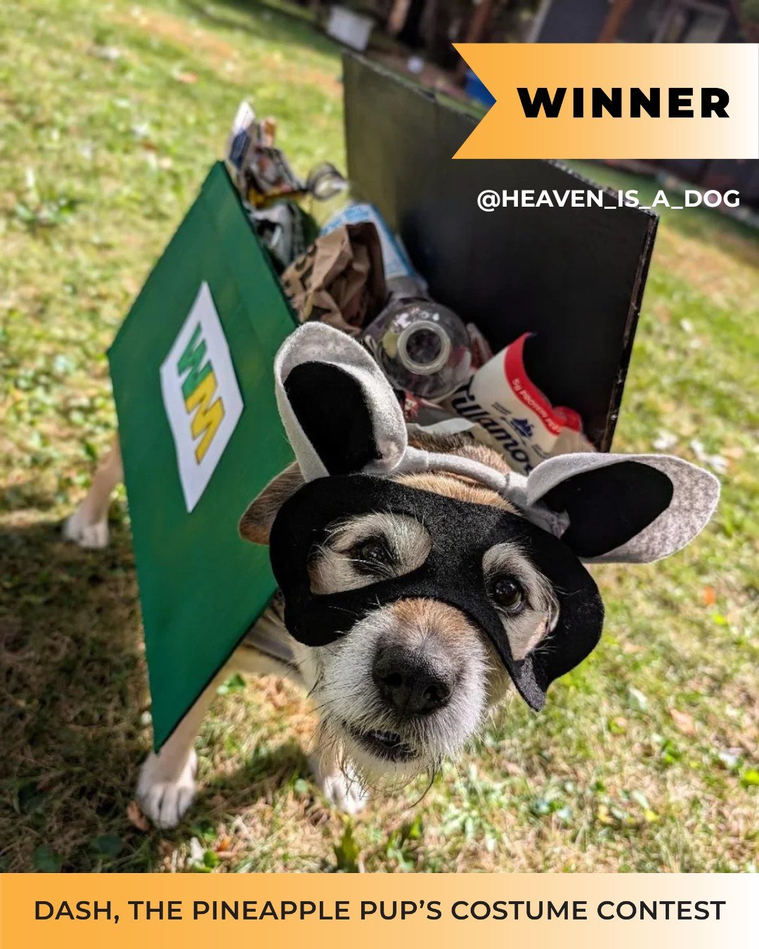 WE HAVE A WINNER! 🏆

Huge congratulations to @heaven_is_a_dog &ndash; the grand prize winner of of our 9th Annual Dash, The Pineapple Pup's Costume Contest!

Heaven absolutely crushed it as a Trash Panda! This DIY masterpiece was made entirely from 