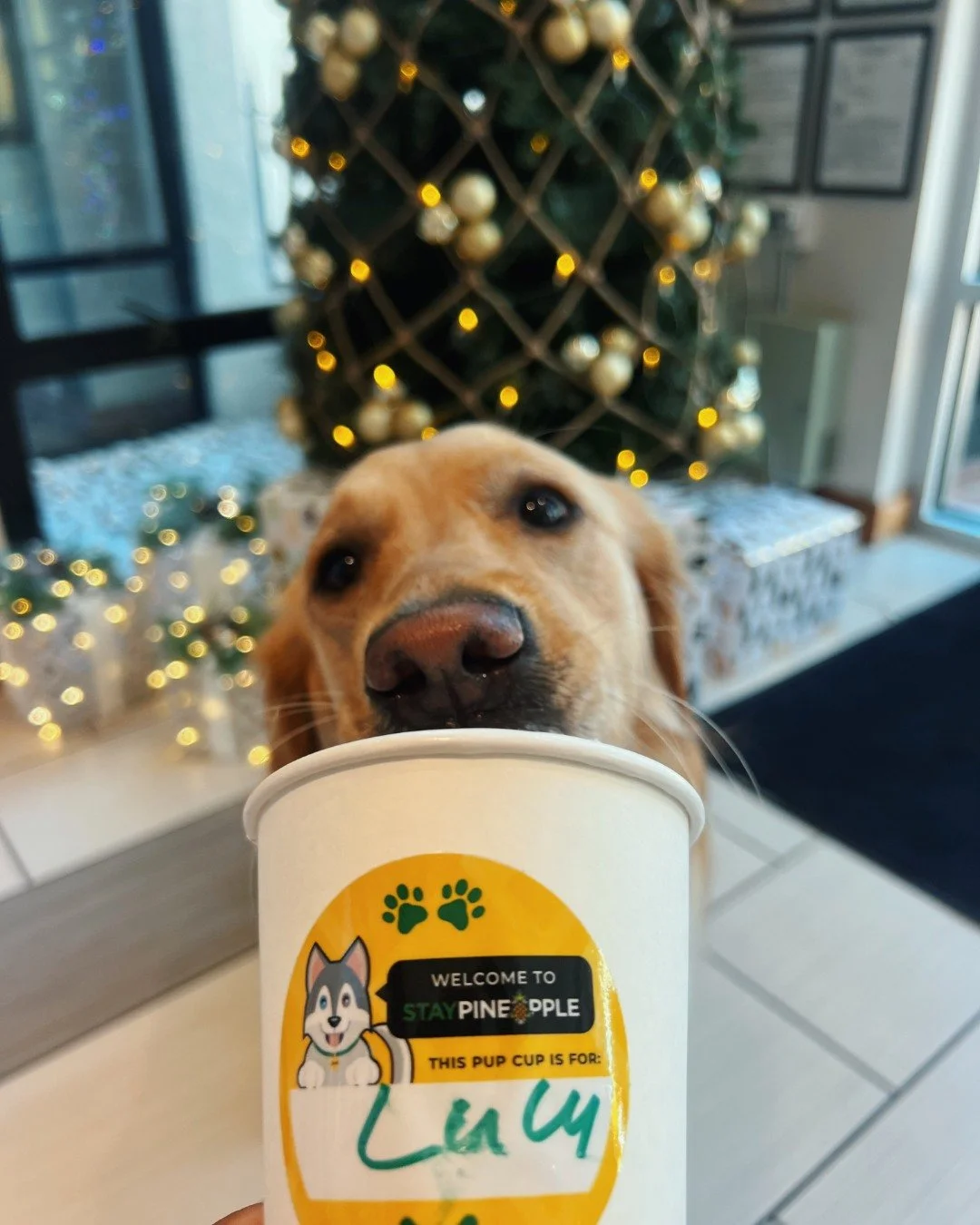 Someone's been a very good girl this year ✨ (We checked twice) Good thing the pup cups are bottomless around here 🐾