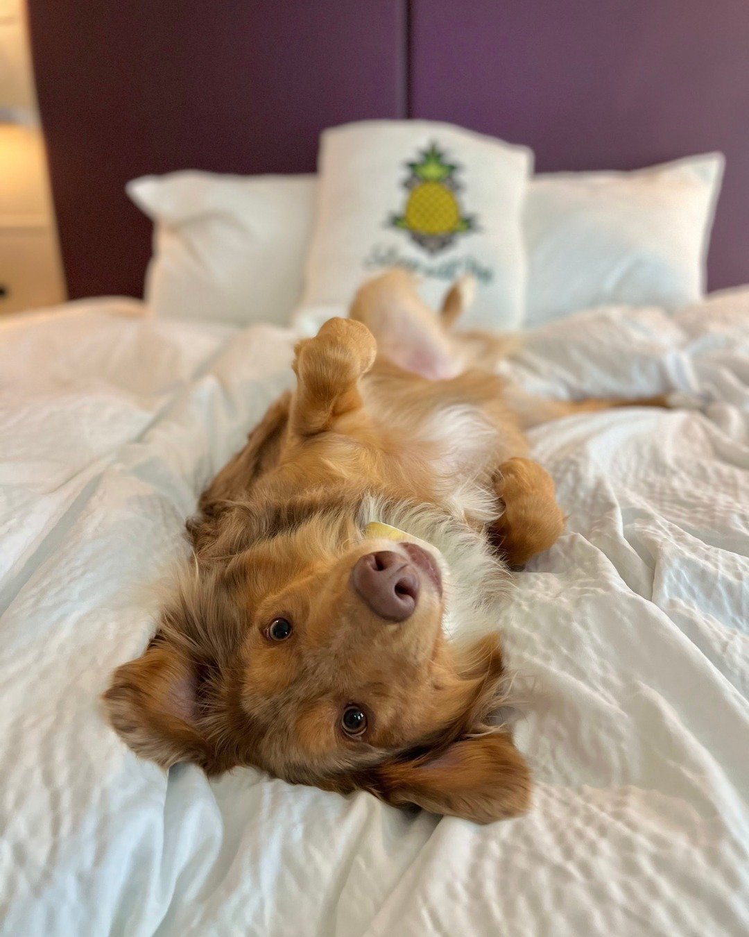 Five stars. Would recommend. Already planning my next visit. The humans can come too, I guess 🐾🍍