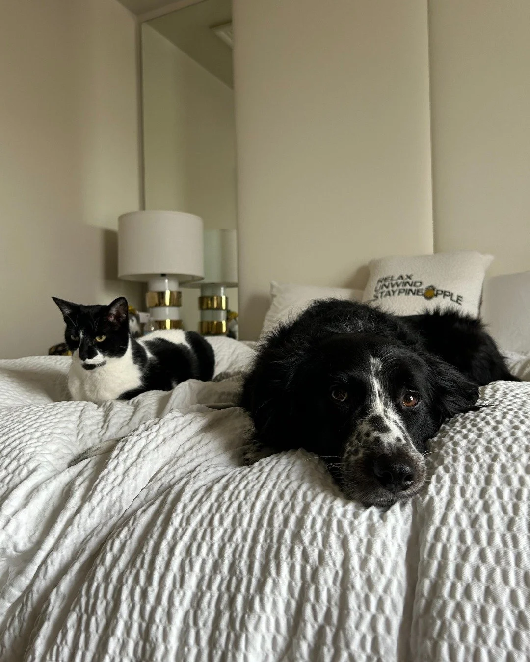Besties who travel together, stay together 🐱🐶 We're pet-friendly at Staypineapple, so bring the whole crew whether they bark, meow, or snore. Everyone's welcome here (even bed hogs) 🍍