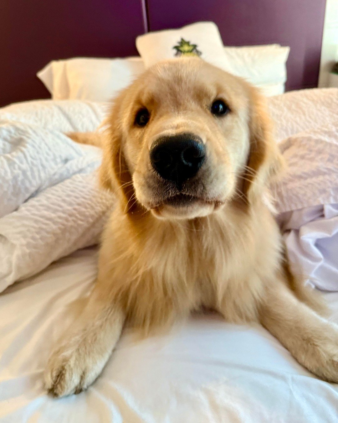 If you'd BOOP this nose, comment below&hellip; and if you don't, are you even okay? 🤷🍍