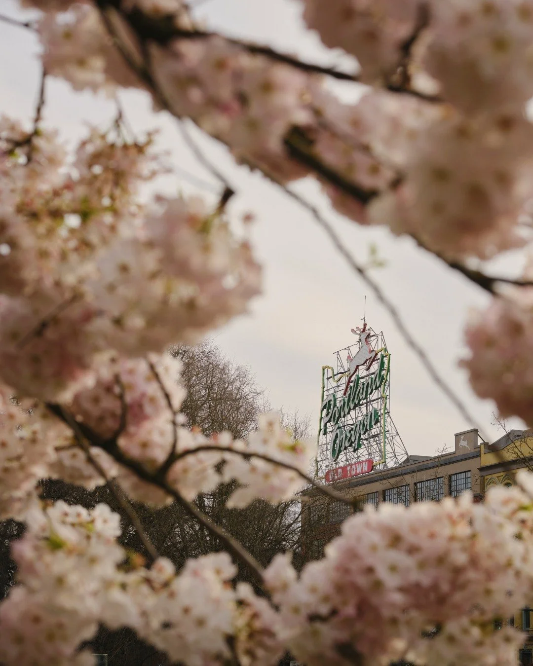 Cherry blossom season is here and we've got front row seats. Catch peak bloom at Tom McCall Waterfront Park in Portland (March 23) or the University of Washington in Seattle (March 20). 🌸🌸🌸 Your sign to finally book that spring getaway!