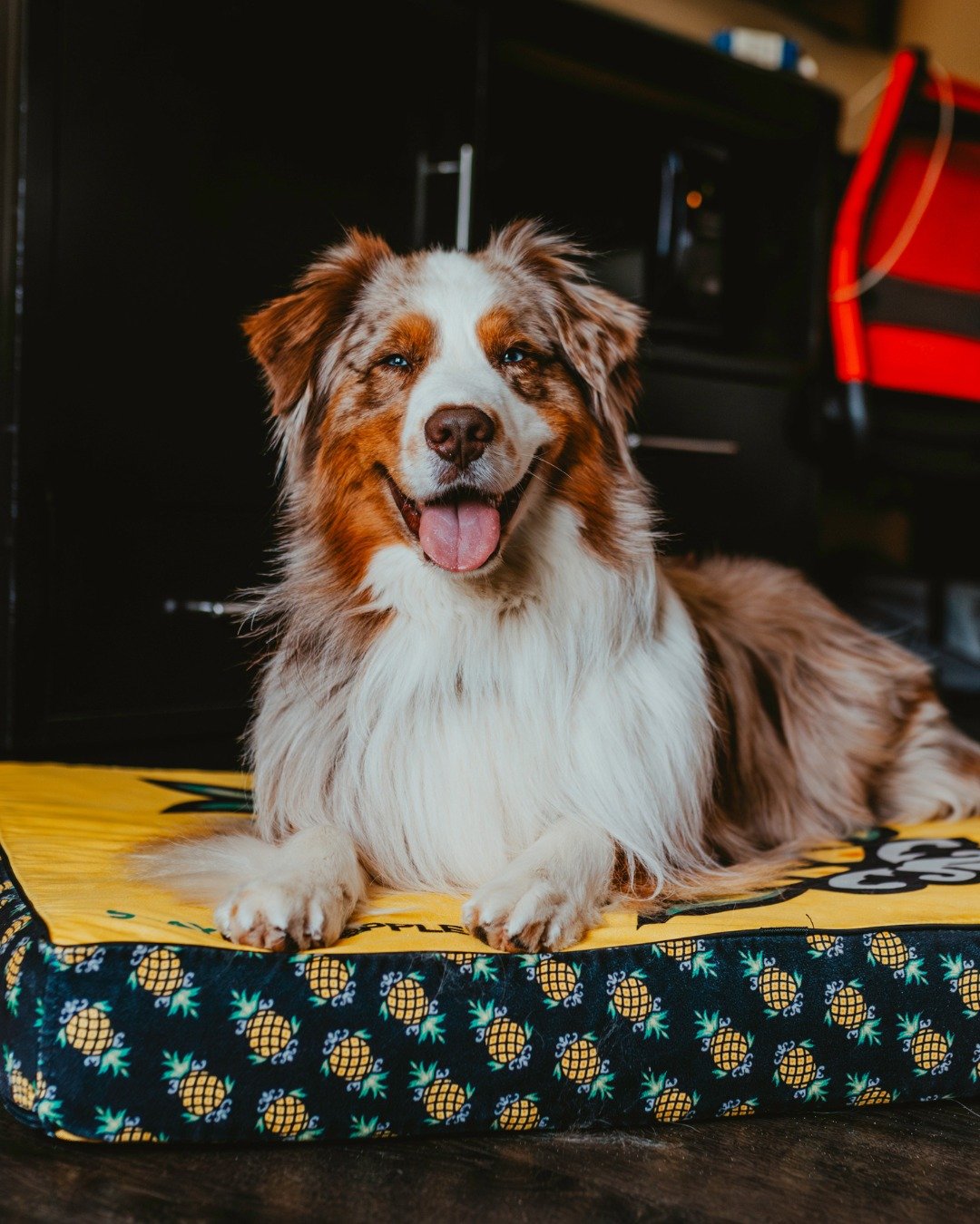 The look your dog gives when they realize the hotel stay is actually for them 🐾

At Staypineapple, pups get the full VIP treatment with our Pineapple Pup Package: treats, a cozy dog bed, take-home goodies like a collapsible water bowl and 50% off th