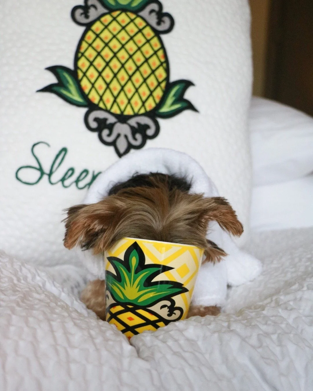 We do not speak before coffee. Hotel paw-licy. 🍍☕