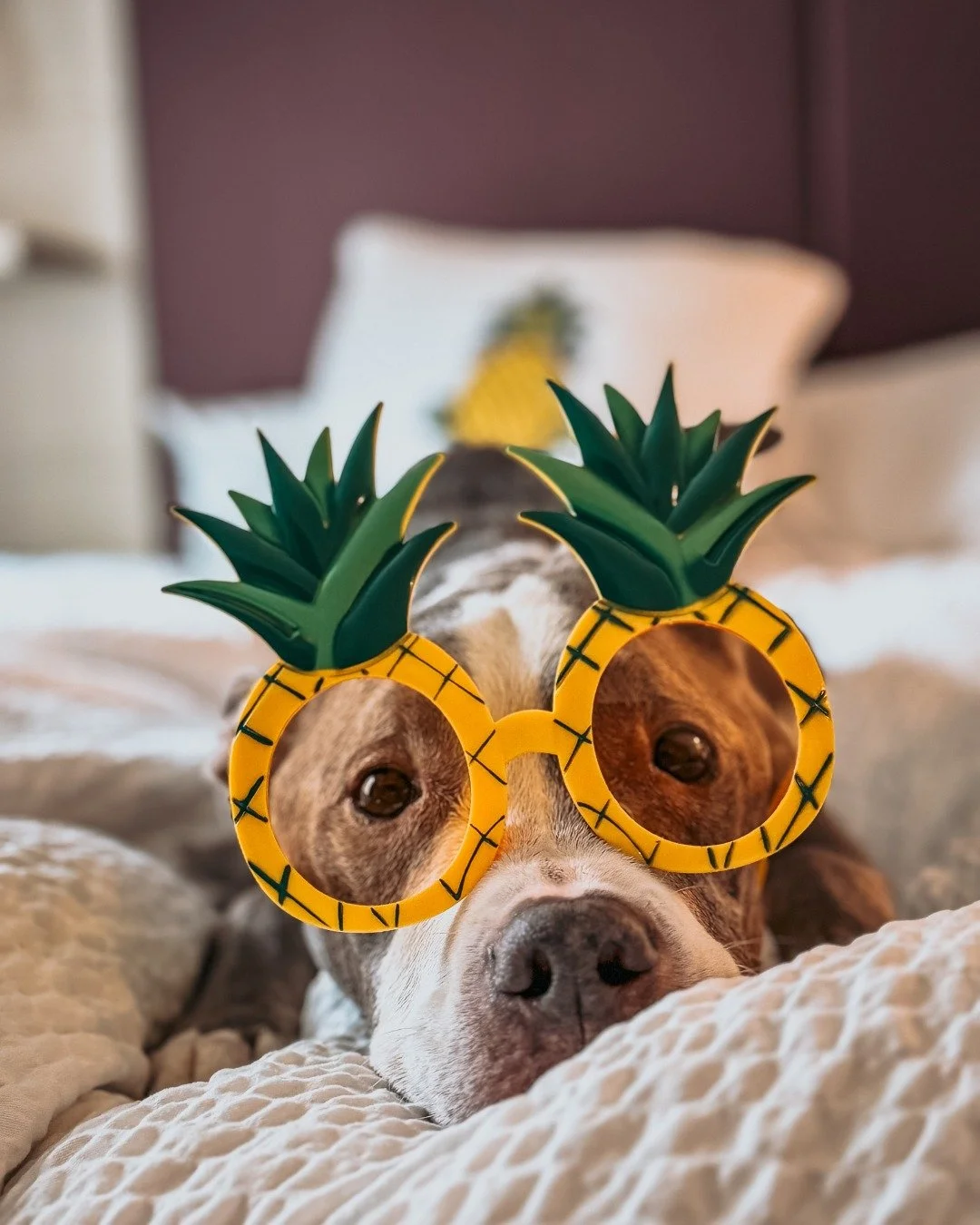 This guest is really committing to the theme. We respect it. 🍍