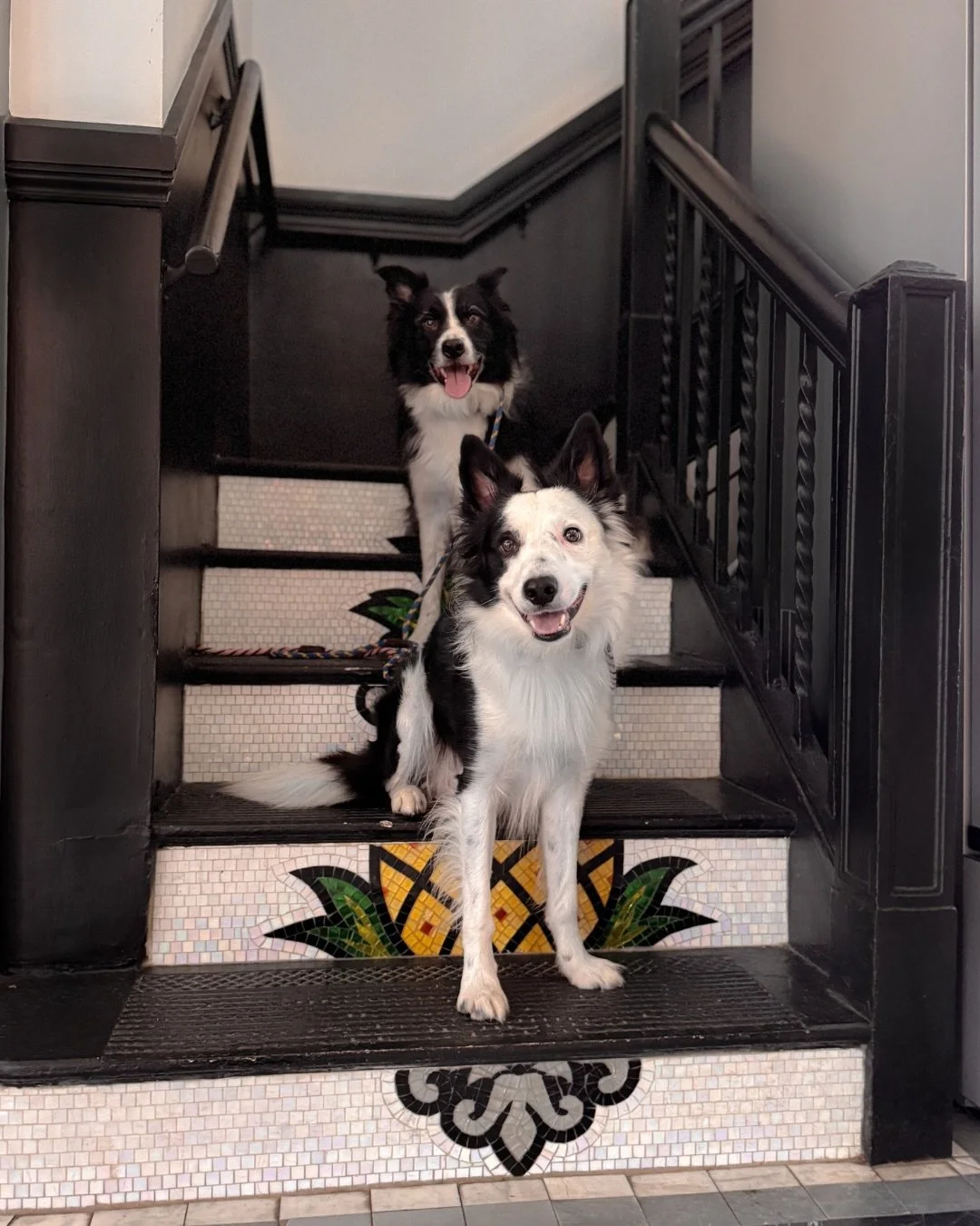 Checked in and already at home. Welcome to Staypineapple Boston. 🍍

You and your pups will LOOOOOOVE it here.