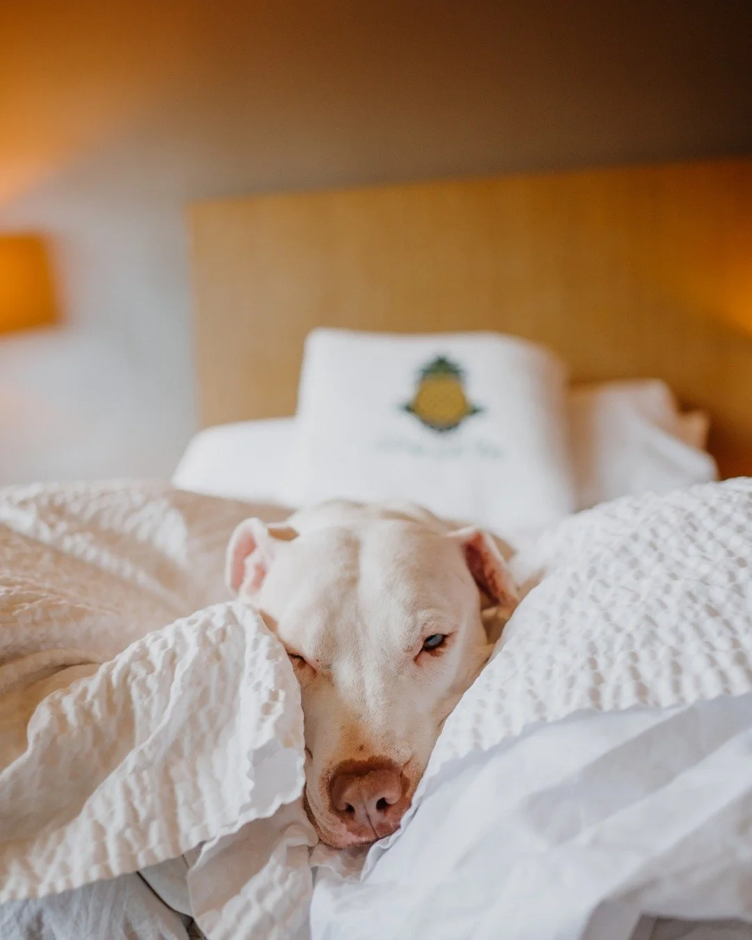 Friendly reminder that your dog deserves a vacation too. 🐾

Hotel Rose is right in the heart of Portland &mdash; steps from the waterfront, the @portlandartmuseum , and @moda_center . And with our Bark &amp; Park package, you're getting 50% off pet 