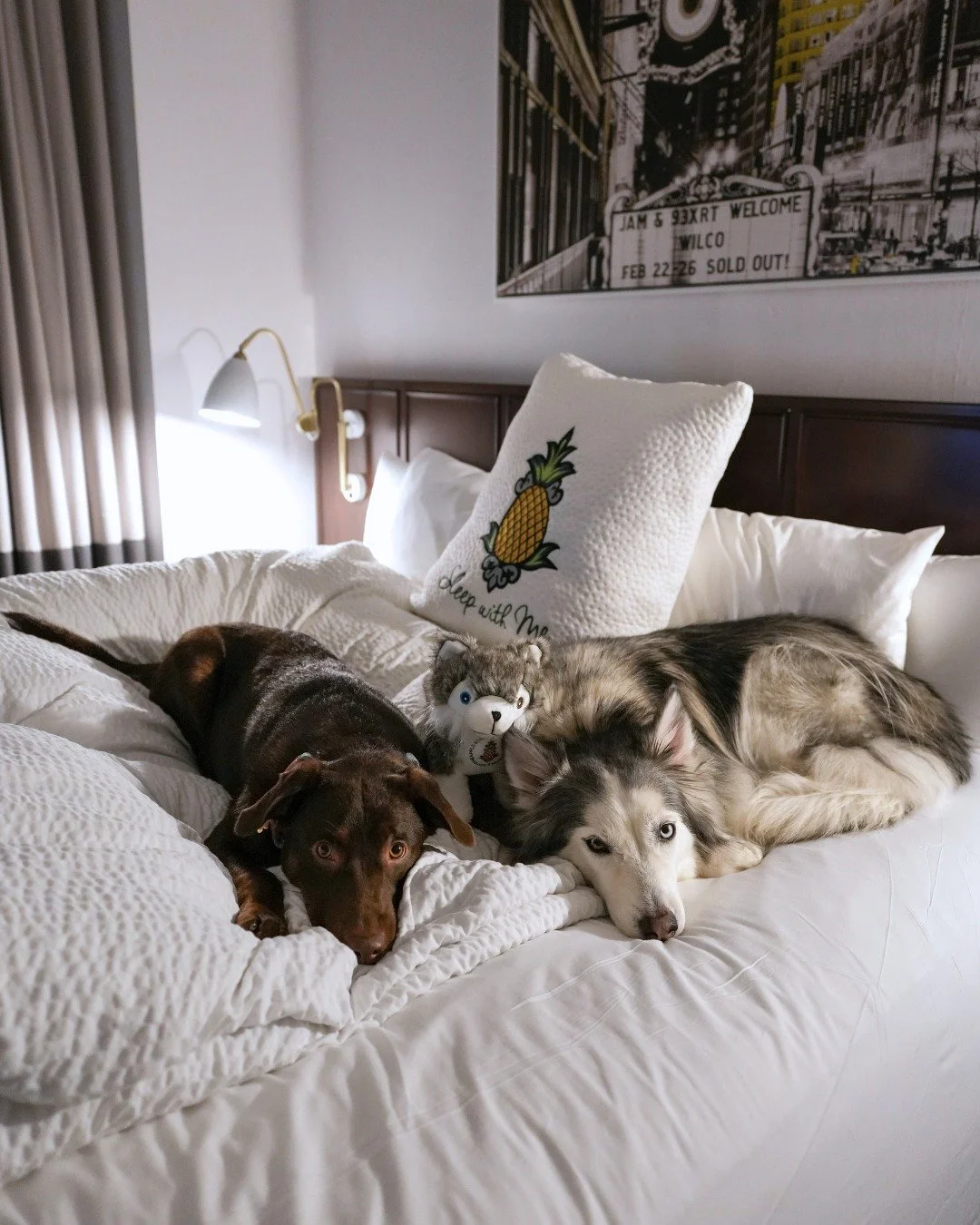 Not pictured: the humans who thought this was their hotel room.

At Staypineapple Chicago, dogs settle in fast. Cozy beds, city views, and enough room for the whole pack to feel right at home (even the humans, we guess...). 🐾🍍