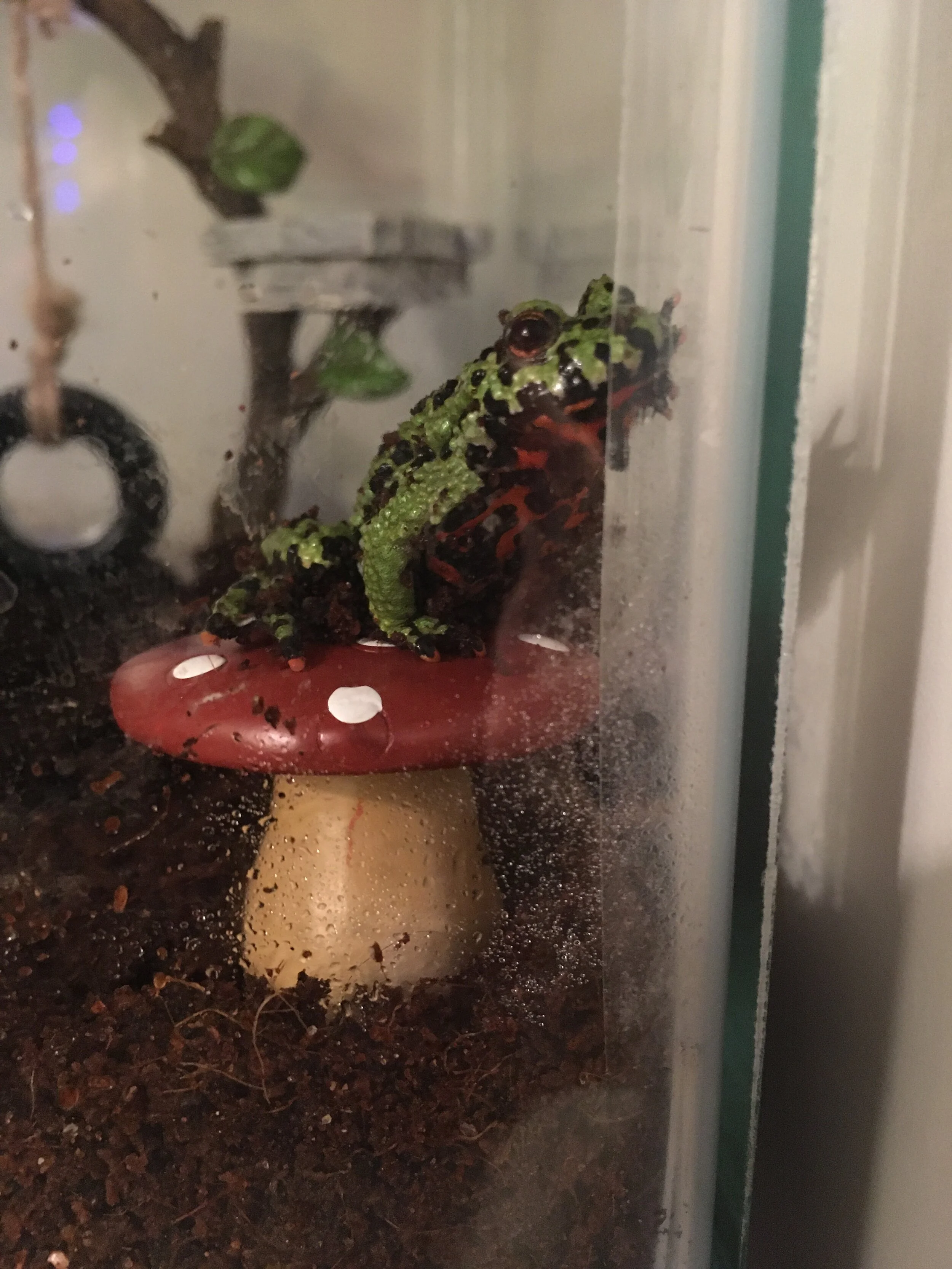Toad