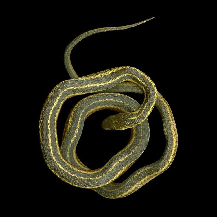  Lys Guillorn  Thamnophis Glyph I (for Anna Perenna)   2020    