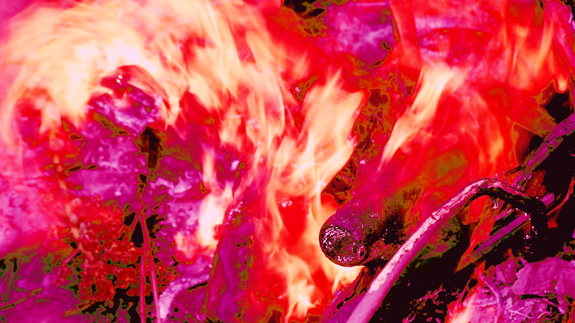 Ashton Phillips: Prey Drive