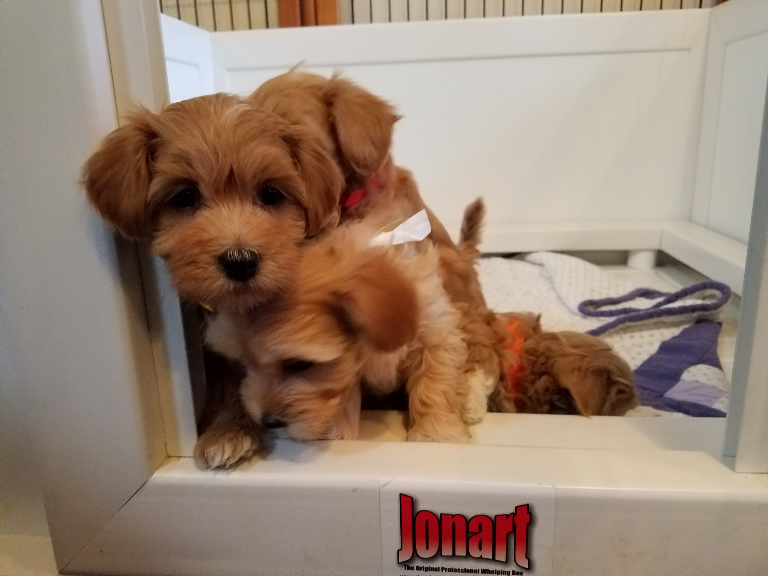 red Havanese puppies from California