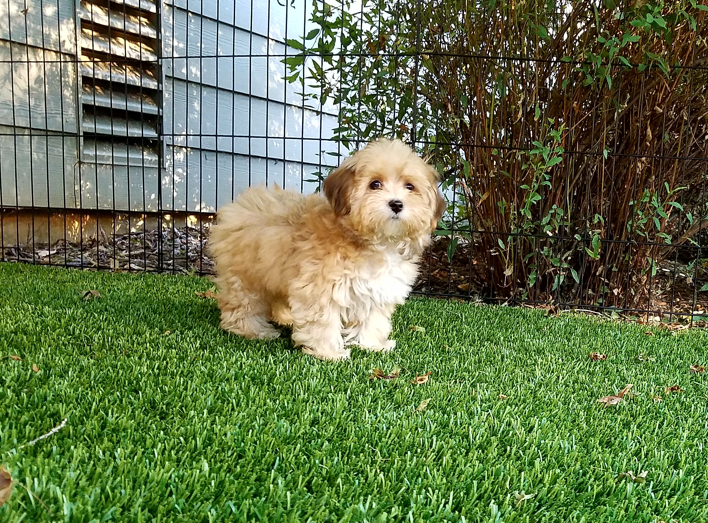 parti-colored Havanese