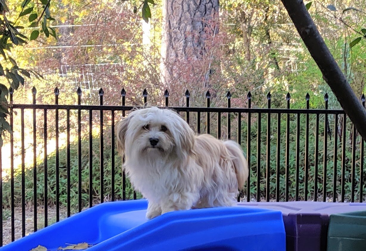 high quality havanese female