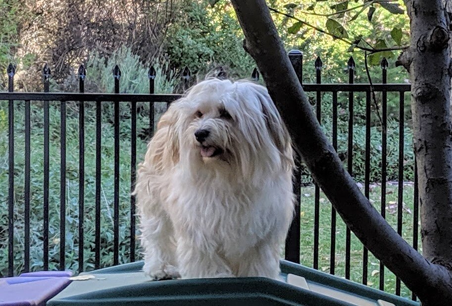 parti colored high quality havanese