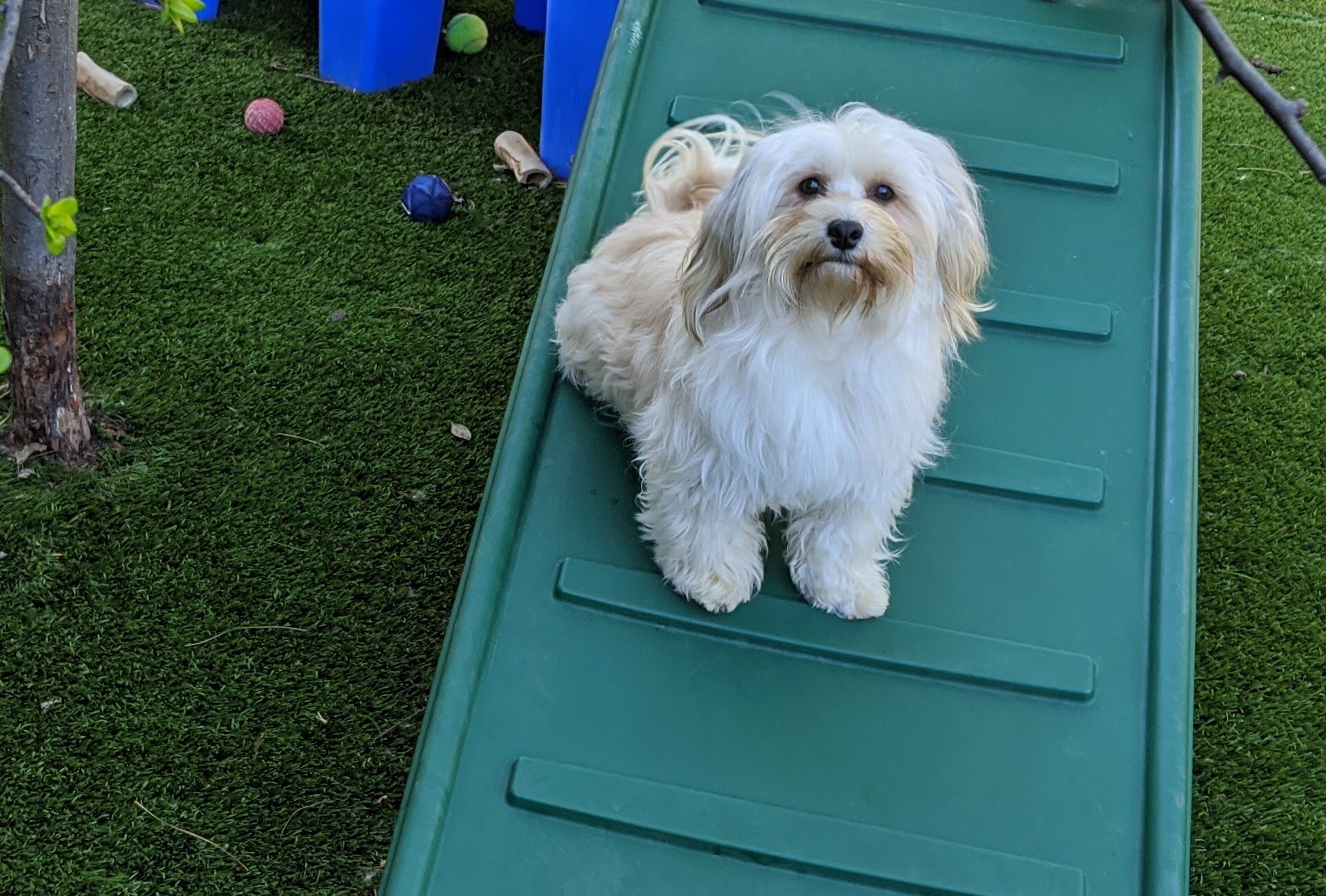 parti colored havanese outside