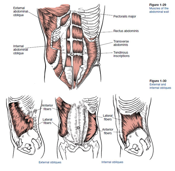 Muscles of the CORE