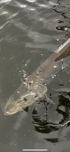 Don't lose fish! Tips for getting them in the net