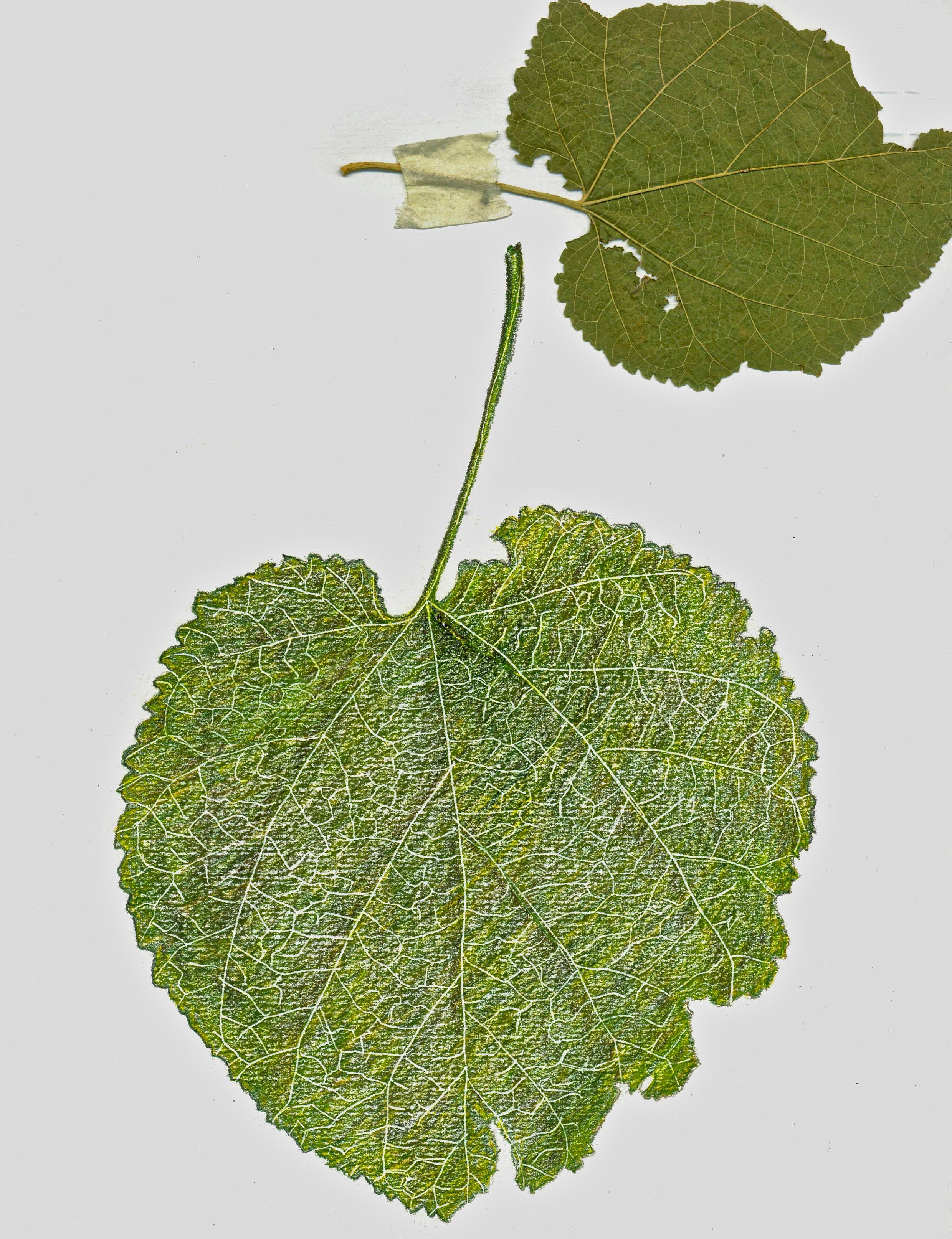 "Green Leaf with Leaf", colored pencil, 10 x 14