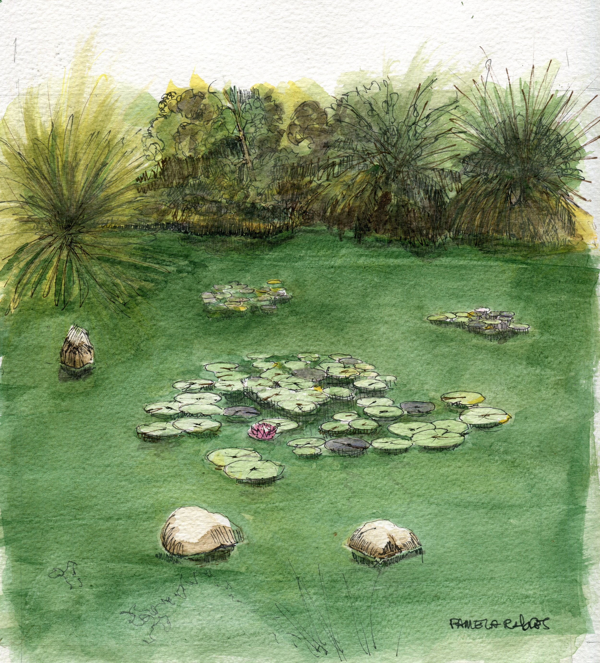 "The Arboretum Pond", San Francisco, watercolor, 8 x 10