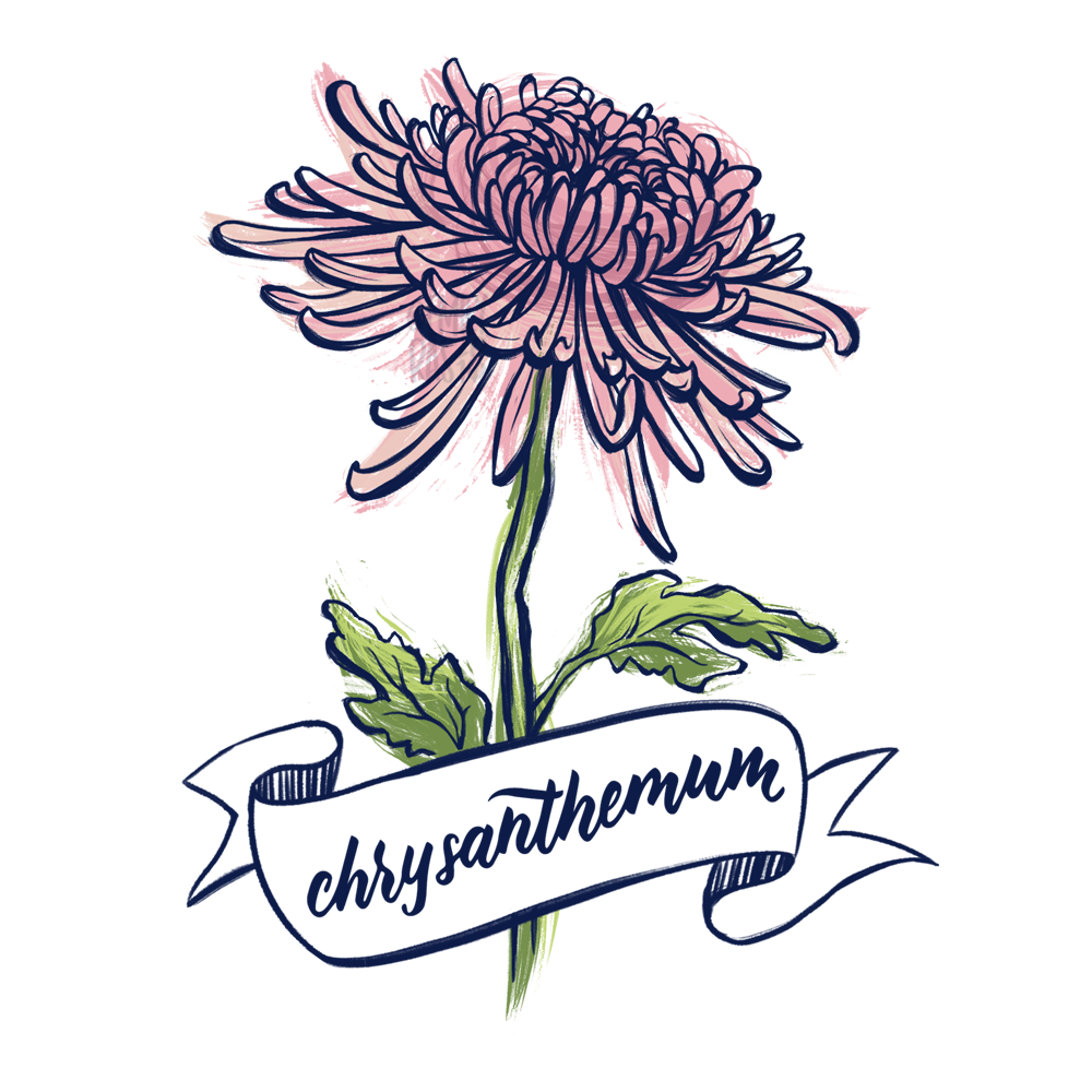 Chrysanthemum illustration with hand lettering