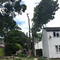 Oversized Sycamore 01.jpg